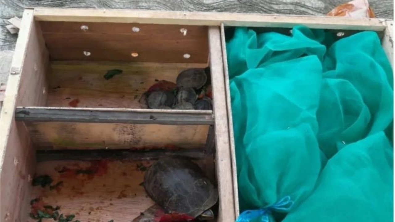 BKSDA Maluku menerima 24 reptil dari Jakarta untuk upaya pelestarian satwa liar dan rehabilitasi, meliputi 13 kadal panana dan 11 kura-kura Ambon.