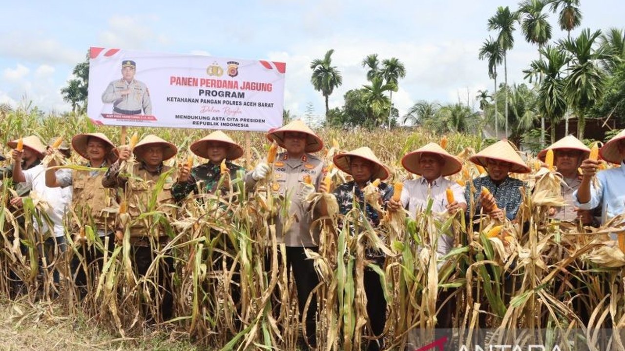 Polres Aceh Barat berhasil panen jagung 10,8 ton dari lahan 2 hektare,  mendukung program ketahanan pangan nasional dan memberdayakan petani lokal.