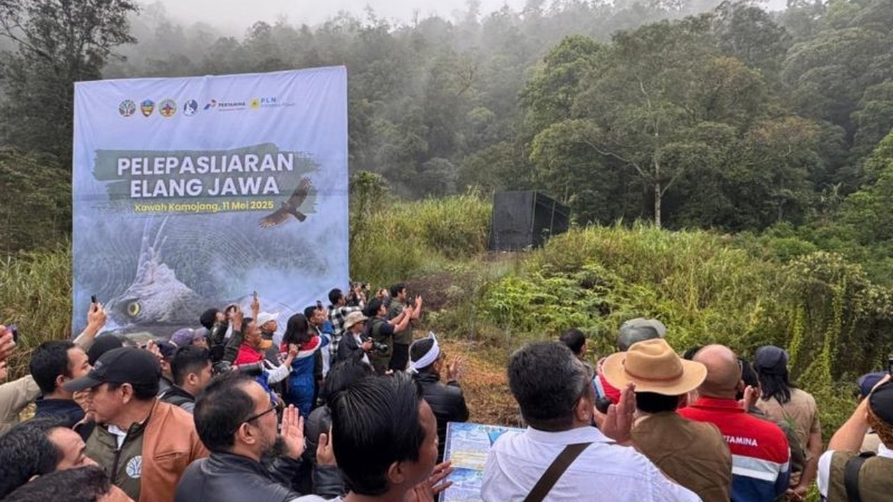 Menteri Kehutanan melepasliarkan dua elang jawa, Emilia dan Biantara, di Taman Wisata Alam Kawah Kamojang, Garut, sebagai upaya pelestarian satwa langka dan ekosistem hutan.