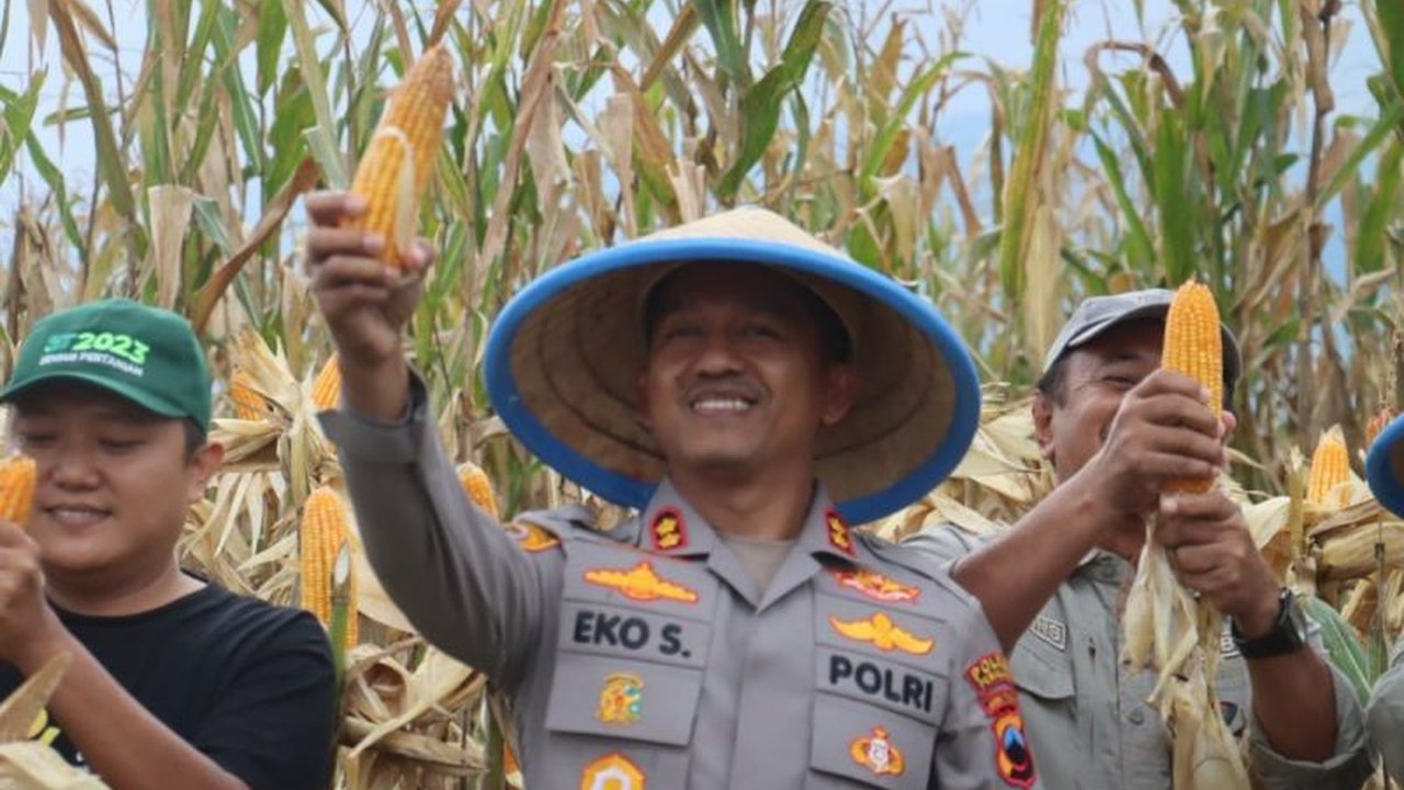 Polres Pemalang Panen Raya Jagung Hibrida: Sukses Program Astacita di Technopark