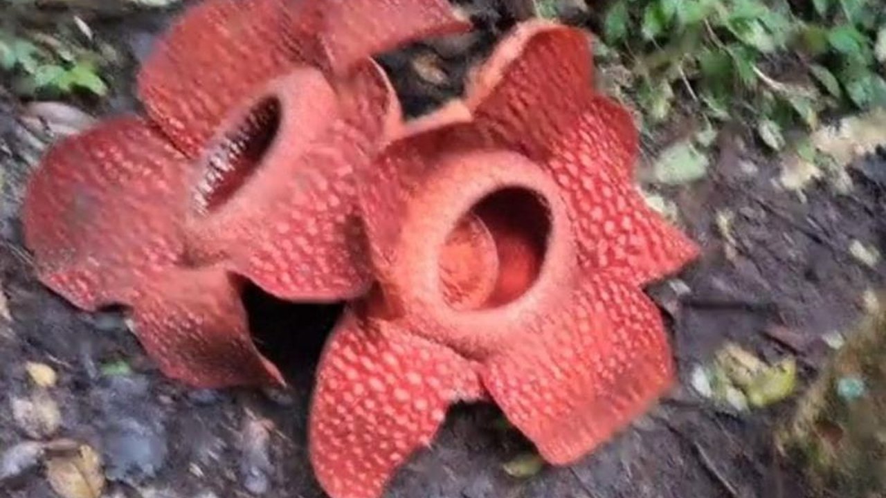 Keunikan alam Sumatera Barat kembali terungkap dengan mekarnya dua bunga Rafflesia Arnoldii berdempet di Agam, menarik perhatian wisatawan mancanegara.
