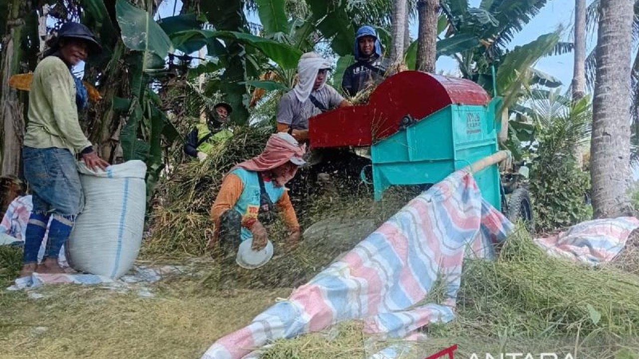 Bulog Sumut telah menyerap 27.950 ton gabah kering panen (GKP) hingga awal Mei 2025, mendekati target 33.674 ton pada akhir Mei, dengan harga pembelian pemerintah Rp6.500 per kilogram.