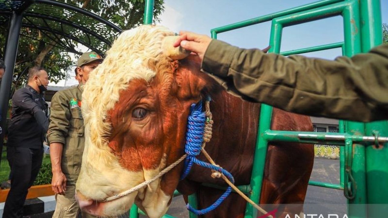 Dinas Ketahanan Pangan dan Pertanian Kota Bandung kerahkan 90 petugas untuk memastikan kesehatan hewan kurban sebelum Idul Adha 2025, menggunakan teknologi digital untuk menjamin keamanan dan ketersediaan hewan kurban.