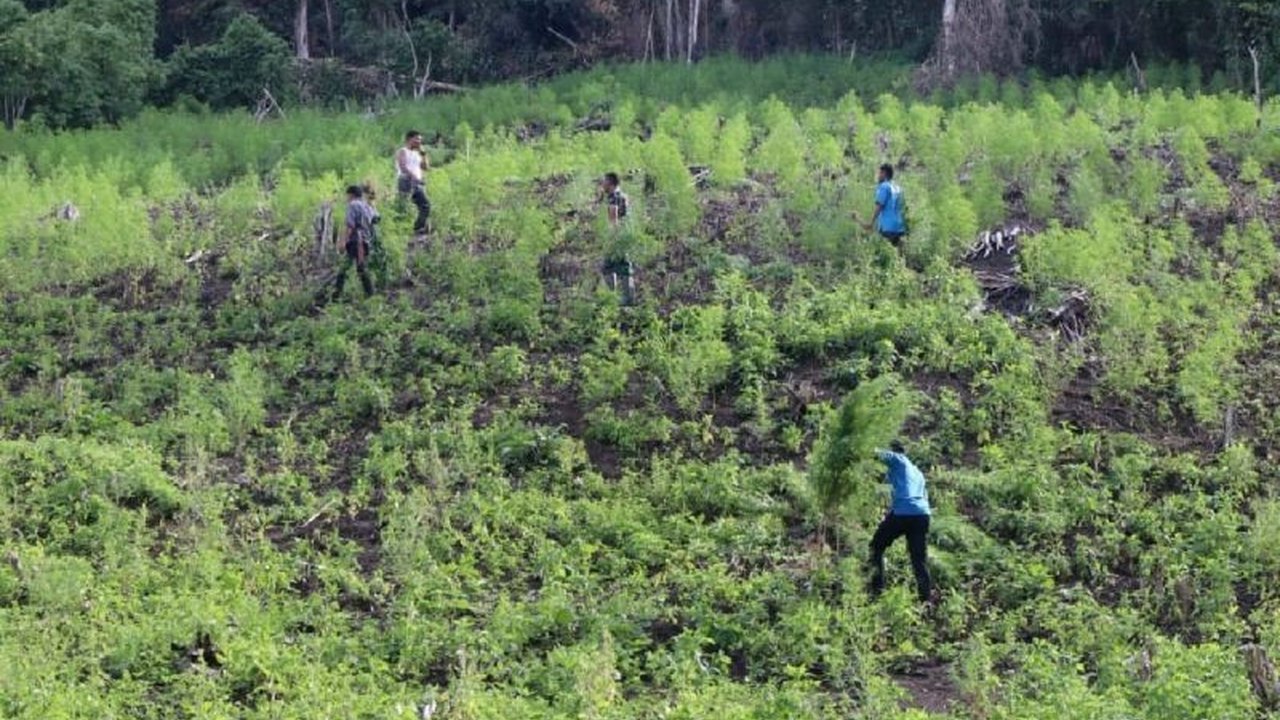 TNI bersama BNN Gayo Lues memusnahkan ladang ganja seluas tiga hektare di Pegunungan Desa Ekan, Aceh, dengan perkiraan berat ganja basah mencapai 8,5 ton.