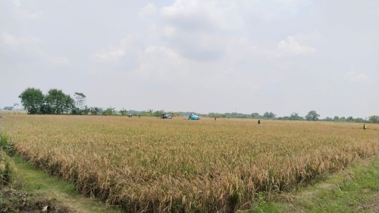 Sukses terapkan pertanian sirkular, petani Karawang, Sri Darmono, buktikan biaya produksi padi turun drastis hingga panen melimpah berkat pupuk organik.