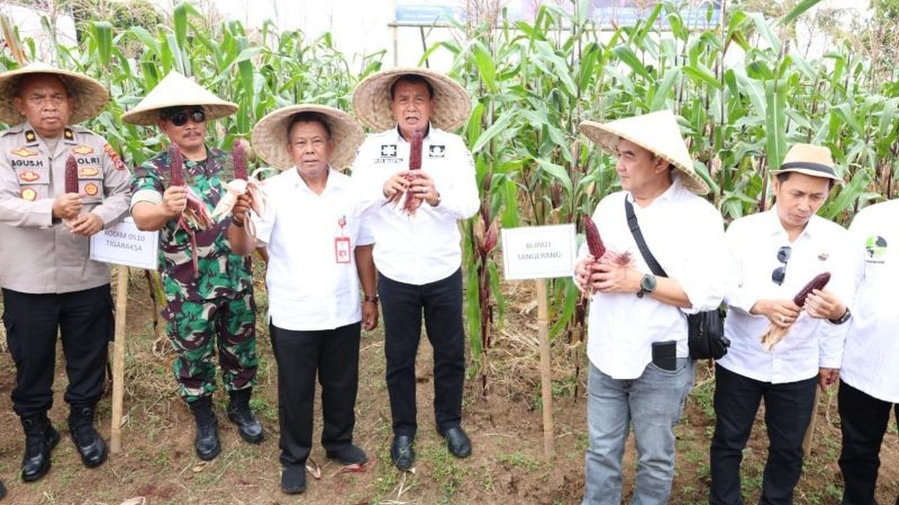 Kabupaten Tangerang Dorong Diversifikasi Pangan Lewat Produksi Jagung Pulut