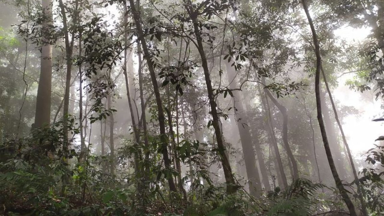 PT Pembangunan Aceh (PEMA) menyiapkan lebih dari 100 ribu hektare lahan di Aceh untuk pengembangan karbon berbasis alam (NBS) guna mendukung ekonomi hijau dan melibatkan masyarakat lokal.