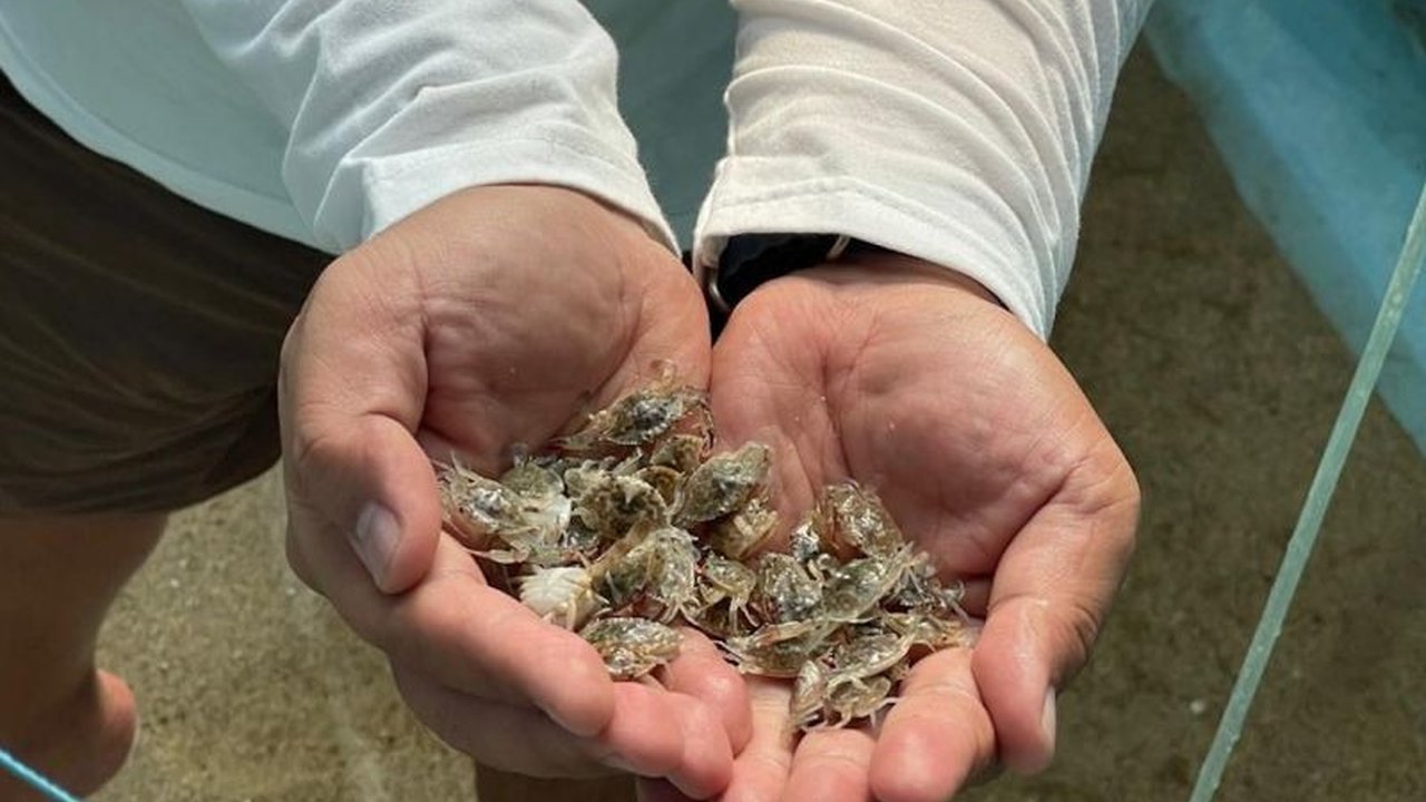 Kementerian Kelautan dan Perikanan (KKP) mendorong budidaya rajungan untuk memenuhi permintaan ekspor yang tinggi dan mencegah eksploitasi alam, melalui restocking dan kerja sama dengan masyarakat.