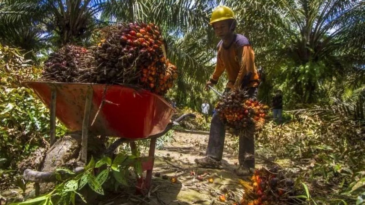Serikat Petani Kelapa Sawit (SPKS) mendesak Badan Pengelola Dana Perkebunan Kelapa Sawit (BPDPKS) untuk mempermudah akses pendanaan sertifikasi ISPO guna meningkatkan daya saing sawit Indonesia.