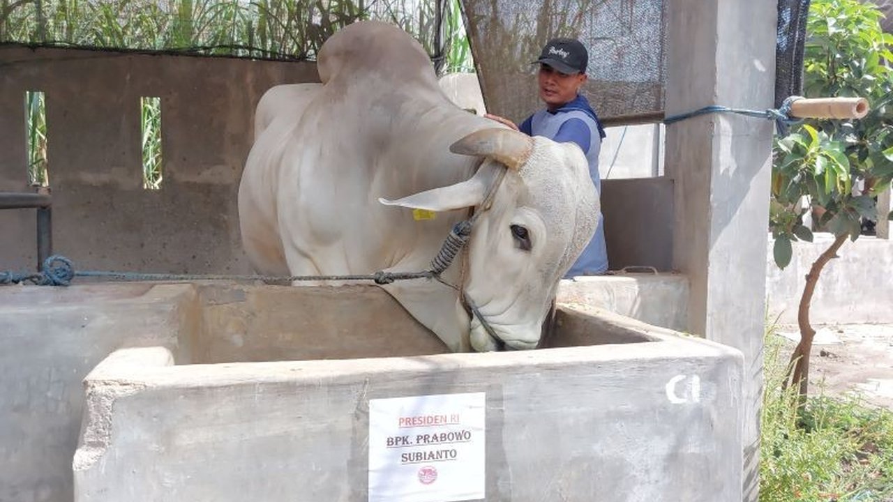 Presiden Prabowo Subianto membeli sapi Peranakan Ongole seberat 893 kg milik warga Kediri, Jawa Timur, untuk dikurbankan pada Idul Adha 2025.