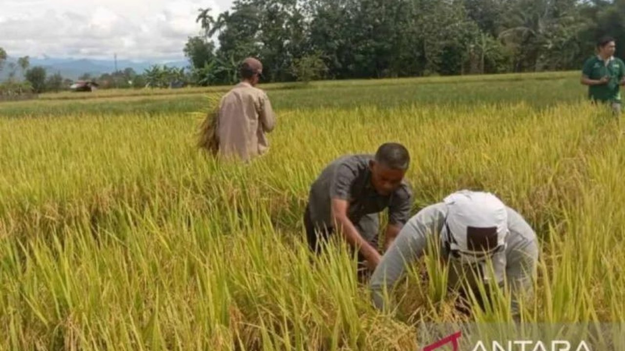 Aceh Barat Daya Segera Cetak Sawah Baru di Lahan Eks HGU Sawit: Antisipasi Konflik Sosial