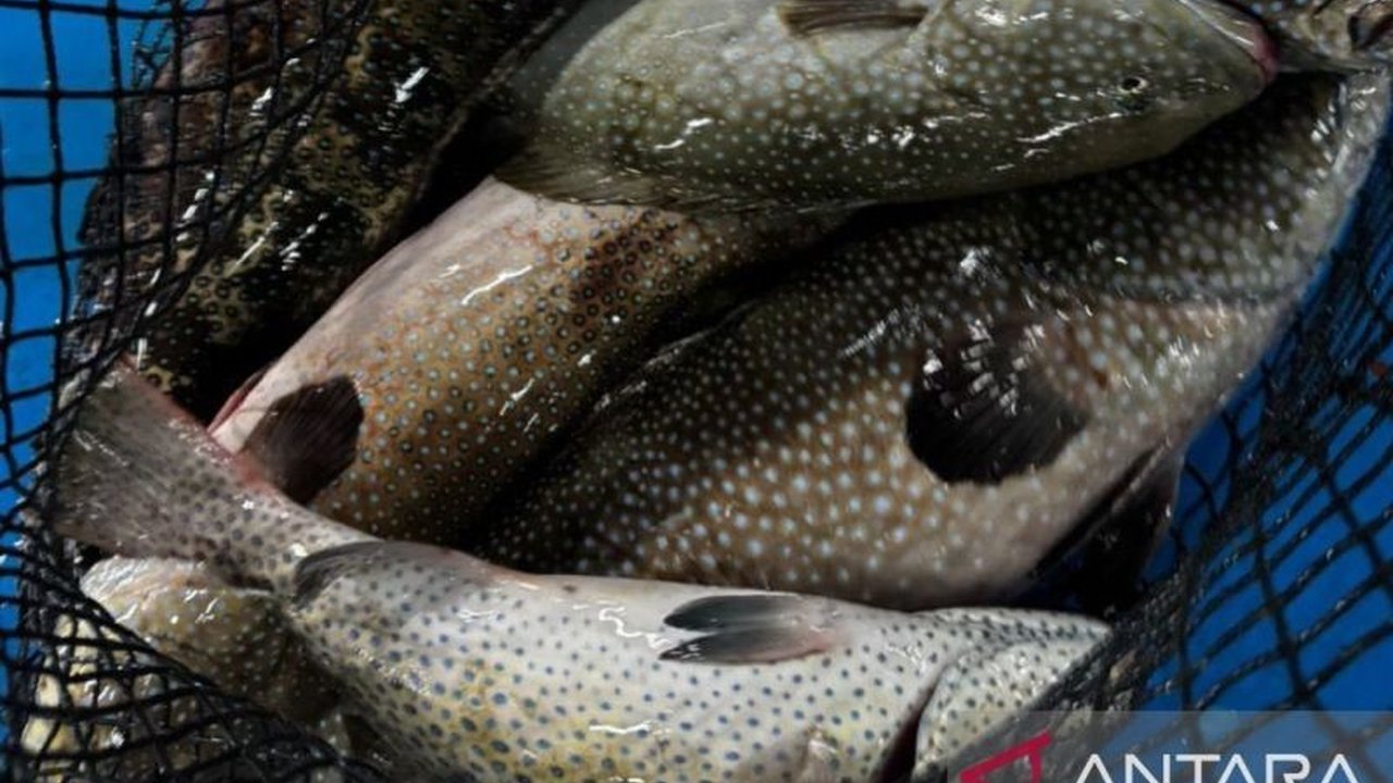 Balai Karantina Hewan Ikan dan Tumbuhan Maluku (BKHIT) memaksimalkan aplikasi Best Trust untuk memudahkan ekspor perikanan, yang pada triwulan I 2025 mencapai US$13.248.036.