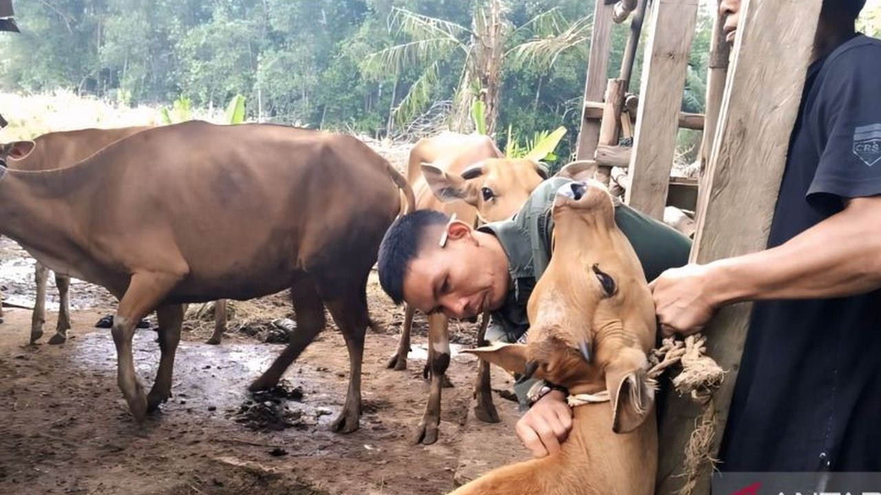 Dinas Perikanan dan Peternakan OKU Timur memastikan stok hewan kurban, meliputi sapi, kambing, domba, dan kerbau, cukup untuk memenuhi kebutuhan masyarakat setempat bahkan daerah lain di Sumsel selama Idul Adha 1446 H.