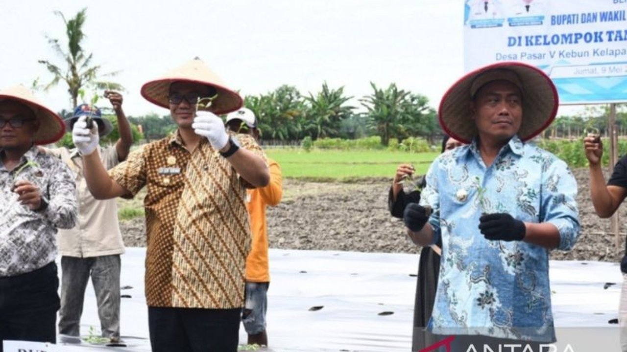 Pemkab Deli Serdang fokus meningkatkan produksi cabai merah untuk menekan inflasi, dengan dukungan teknologi dan bantuan APBD bagi petani.