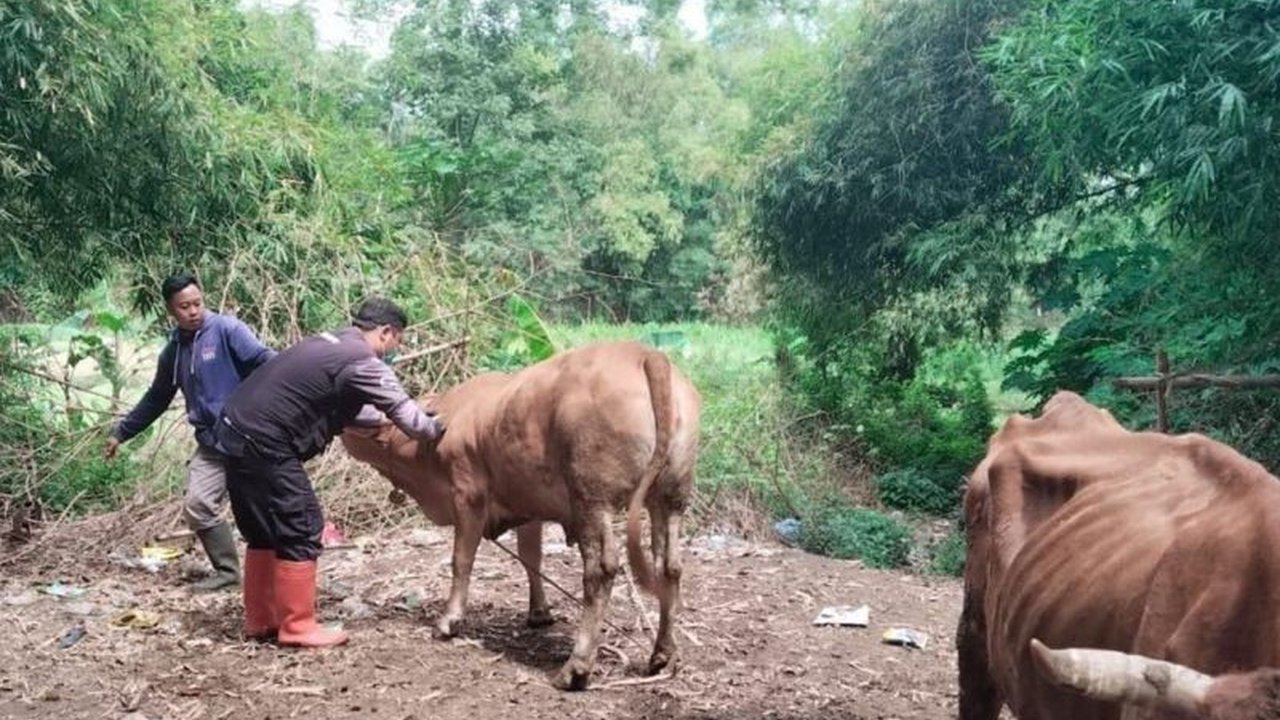 Pemerintah Kabupaten Probolinggo gencar melakukan vaksinasi PMK kepada 132 sapi, domba, dan kambing untuk mencegah penyebaran penyakit dan memastikan hewan kurban sehat menjelang Idul Adha.