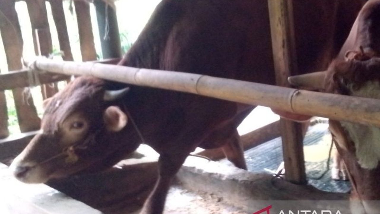 Jelang Idul Adha 2025, DKP3 Kota Cirebon perketat pemeriksaan hewan kurban untuk memastikan kesehatan dan kelayakannya, meliputi pemeriksaan ante mortem dan post mortem.