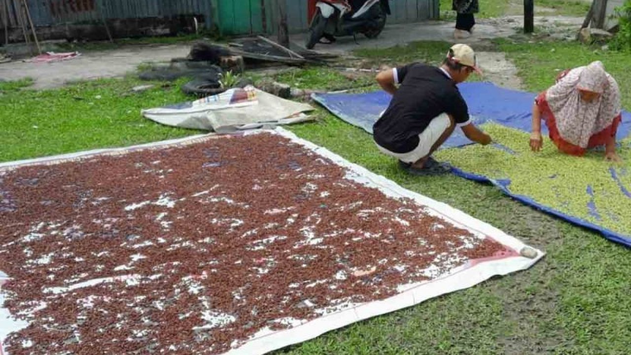 Harga cengkih di Simeulue, Aceh, melonjak hingga Rp100.000 per kilogram, sementara harga pinang justru anjlok; petani berharap pemerintah menjaga kestabilan harga.