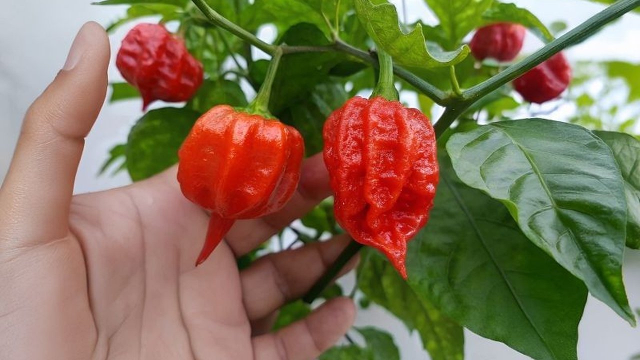 Dinas Ketahanan Pangan dan Pertanian Kota Madiun mengembangkan budidaya cabai Carolina Reaper, cabai terpedas di dunia, untuk diversifikasi ekonomi dan peluang usaha baru bagi masyarakat.