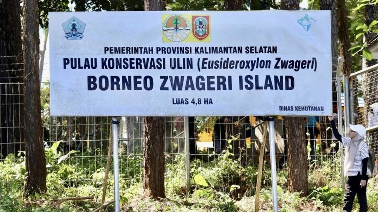 Dinas Kehutanan Kalsel merawat 3.000 pohon ulin di Tahura Sultan Adam sebagai upaya pelestarian kayu terkuat Kalimantan dan pengembangan wisata edukatif.