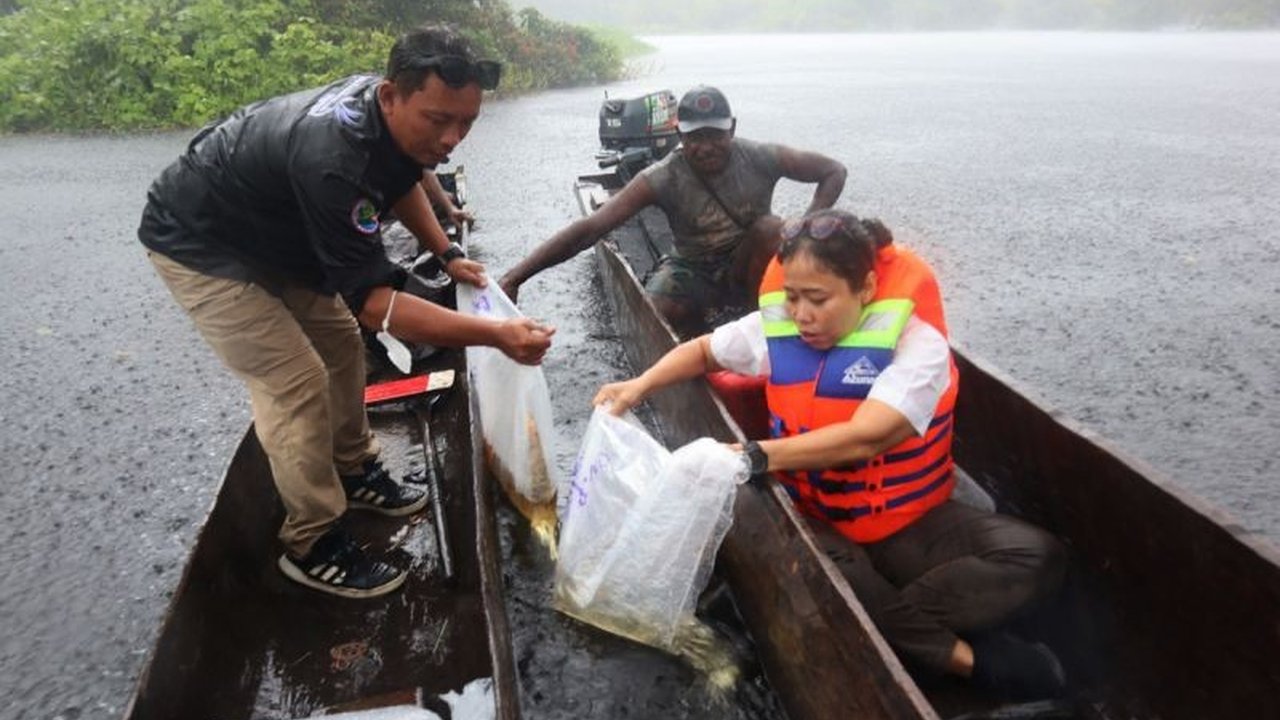 Kementerian Kelautan dan Perikanan (KKP) melepasliarkan 234 anakan arwana irian di Taman Nasional Warus, Merauke, guna menjaga kelestarian spesies dilindungi dan mendukung ekonomi masyarakat.