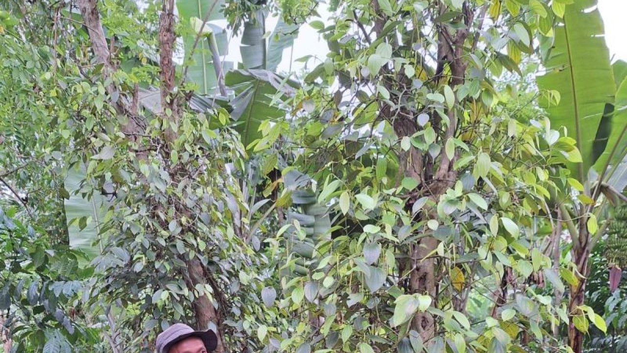 Petani lada hitam Lampung panen raya, ekspor perdana ke Vietnam lewat kerjasama GIZ, Keith Spicer/Harris Spice, dan PT MAUP, meningkatkan pendapatan dan kesejahteraan petani.