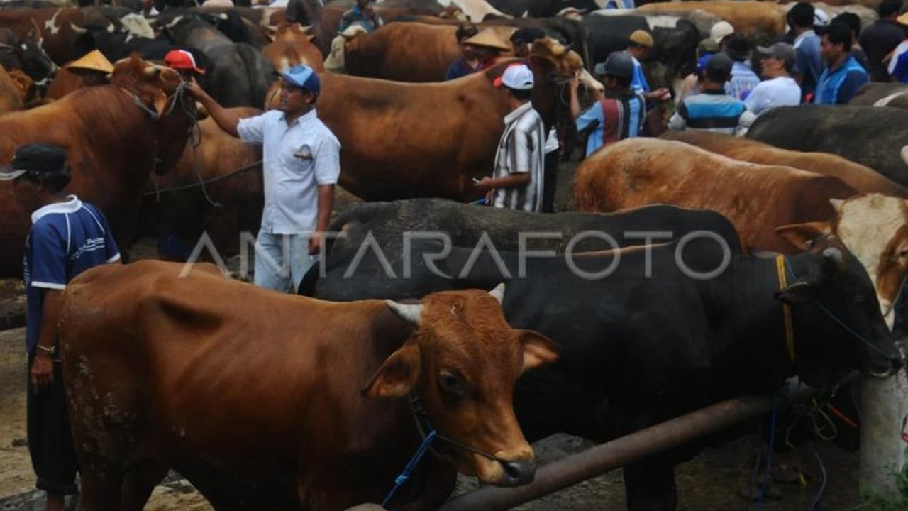 DIY Awasi Ketat Lalu Lintas Ternak Jelang Idul Adha: Cegah PMK dan Antraks