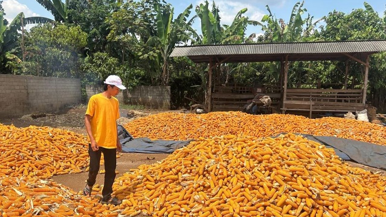 Petani jagung di Lampung Timur berharap pemerintah segera menaikkan harga jagung sesuai HPP Rp5.500 per kilogram menyusul anjloknya harga pasar hingga Rp3.800-Rp4.200 per kilogram.