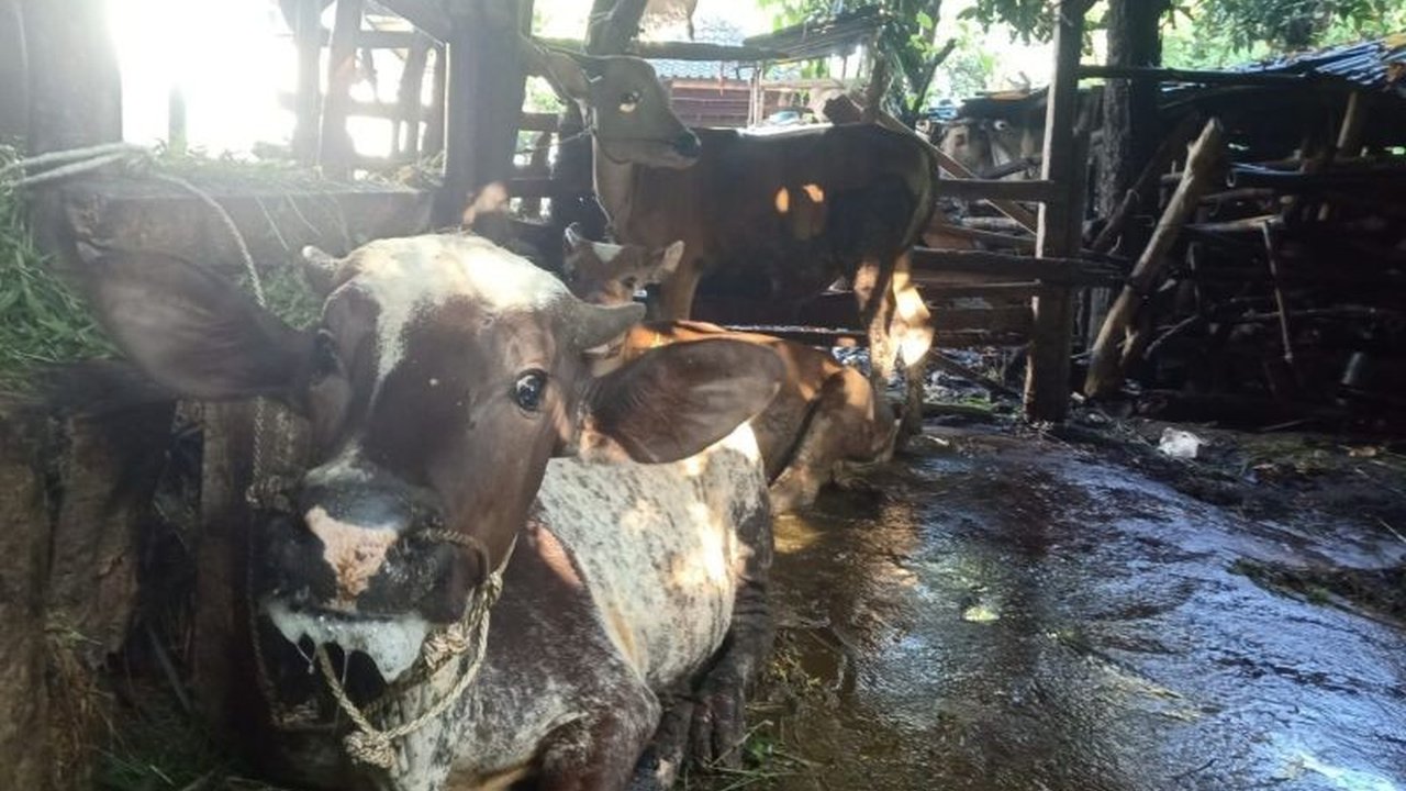 Dinas Pertanian Lombok Tengah menangani wabah PMK pada sapi di Desa Belebante, sebagian besar telah sembuh, namun pengawasan diperketat menjelang Idul Adha.