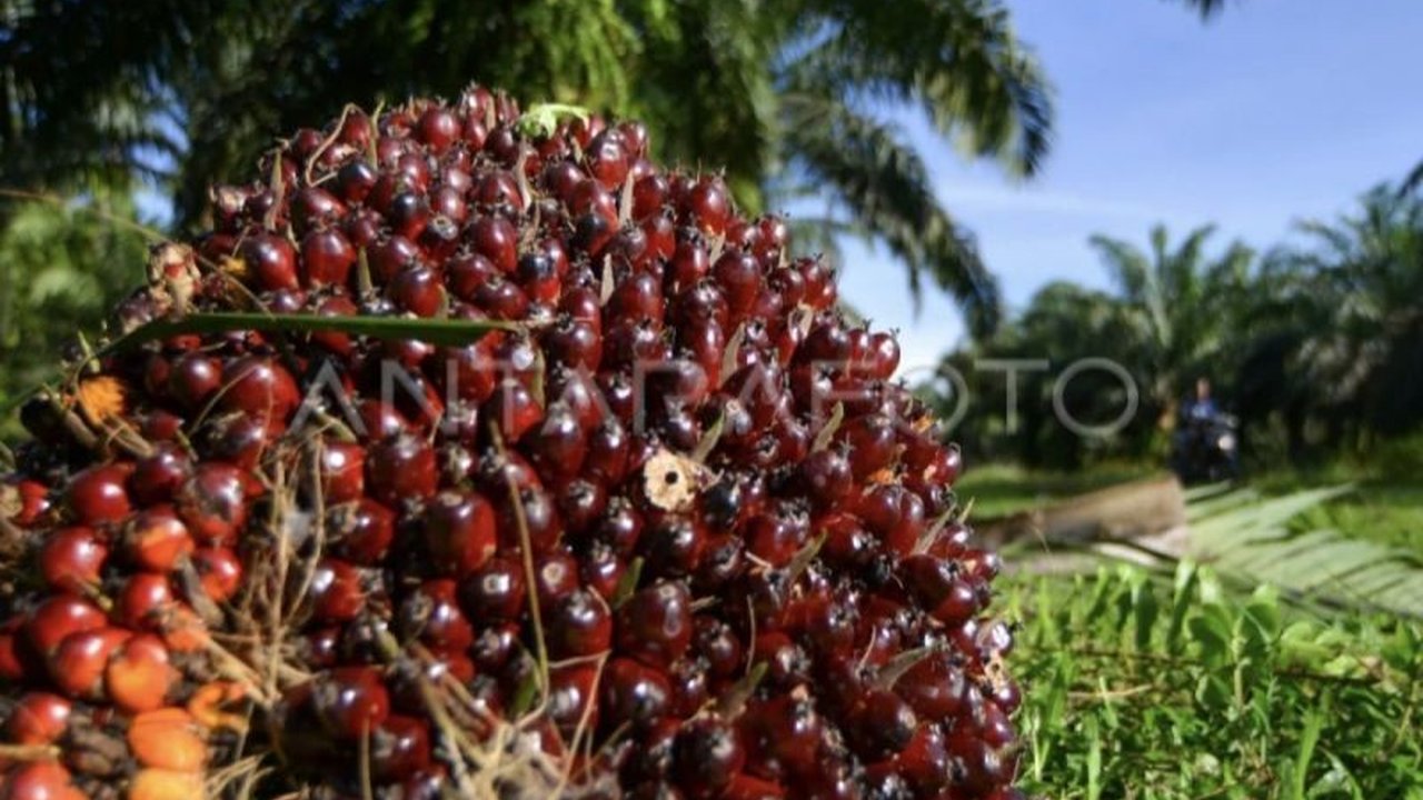 Polda Kalteng menetapkan 27 tersangka penjarahan sawit di PT AKPL, Seruyan; enam tersangka positif narkoba dan mengaku menggunakan hasil kejahatan untuk membeli narkoba.