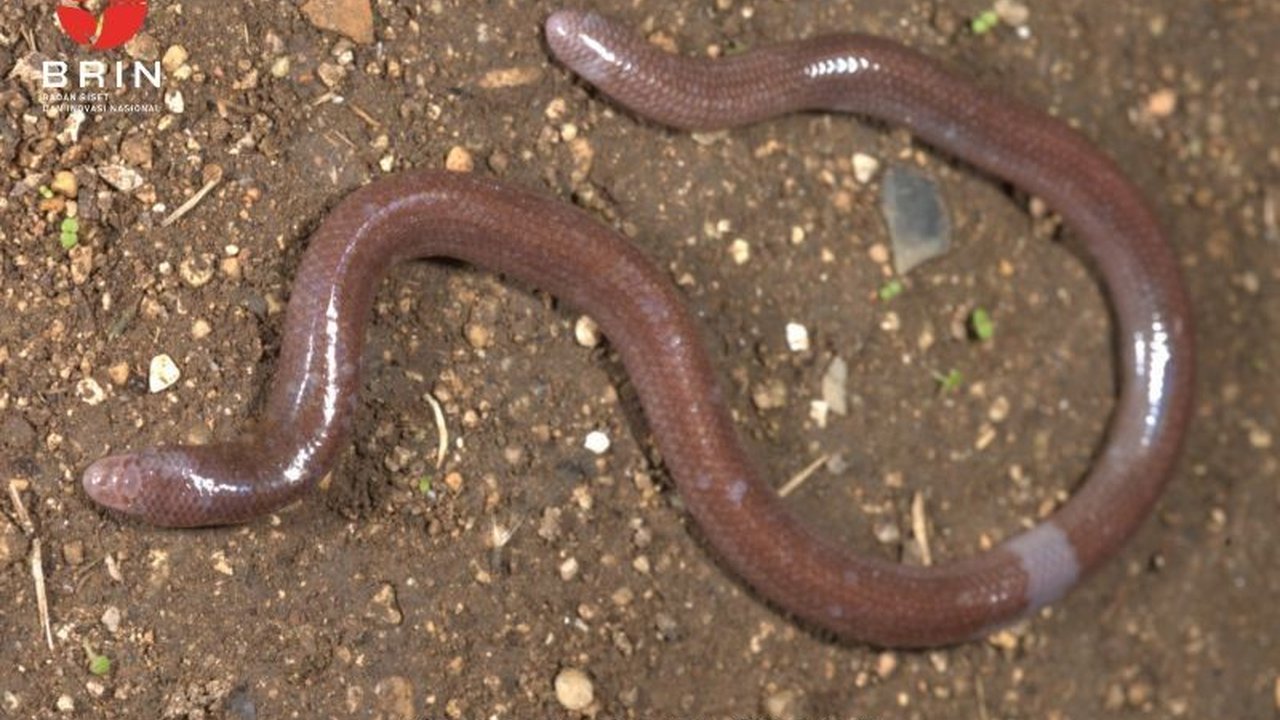 Peneliti BRIN menemukan spesies baru kadal buta, Dibamus oetamai, yang endemik di Pulau Buton, Sulawesi Tenggara, dengan ciri khas unik dan habitat spesifik.
