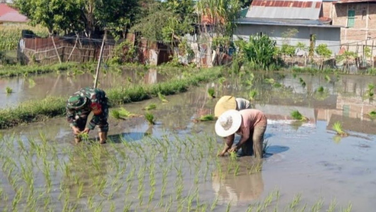 Personel TNI AD di Jeneponto, Sulawesi Selatan, berkolaborasi dengan warga setempat untuk memperluas areal tanam padi guna mendukung ketahanan pangan nasional.