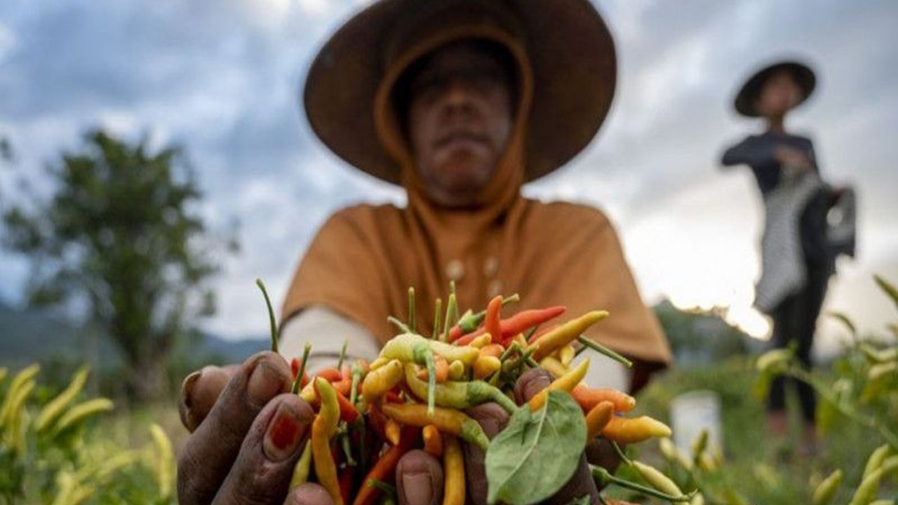 Sulawesi Tengah berhasil membukukan produksi cabai rawit mencapai 5.326 ton hingga Mei 2025, surplus 2.399 ton dari kebutuhan lokal, dan diproyeksikan mampu melampaui produksi tahun 2024.