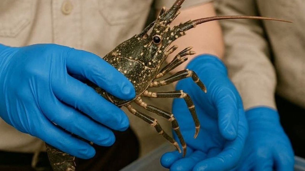 Balai Karantina Hewan, Ikan, dan Tumbuhan Kalimantan Selatan telah mensertifikasi 639 lobster untuk dikirim ke Jakarta, setelah memenuhi standar ketat keamanan dan kualitas.