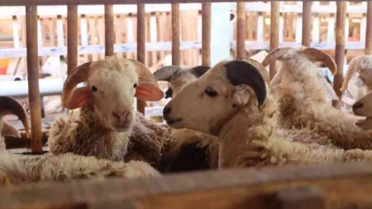 Jelang Idul Adha, lapak hewan kurban mulai menjamur di Cikarang, Bekasi; pedagang menawarkan domba dengan harga beragam dan jaminan kesehatan, sementara dinas terkait mengimbau masyarakat untuk berhati-hati dalam memilih hewan kurban.