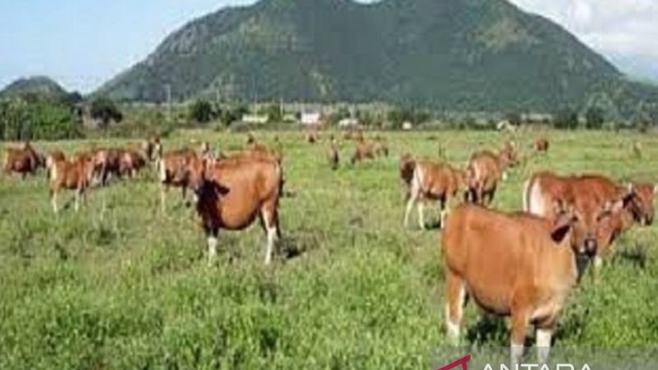 Jelang Idul Adha 2025, Sulawesi Tenggara memastikan ketersediaan hewan kurban melimpah dengan stok lebih dari 10 ribu ekor sapi dan kambing, serta pasokan daging dan telur ayam yang cukup.