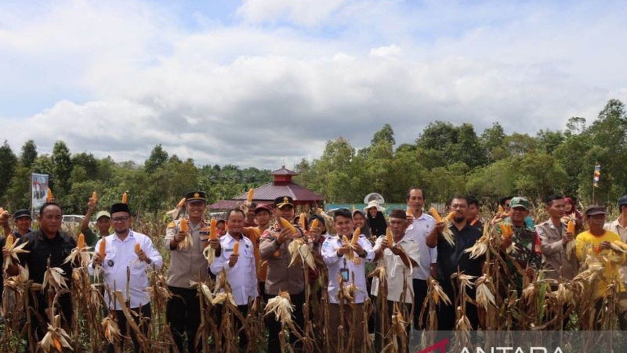 Polisi Bangka Barat berkolaborasi dengan warga dan perusahaan swasta dalam panen perdana jagung di Desa Airlimau, mendukung program ketahanan pangan nasional.