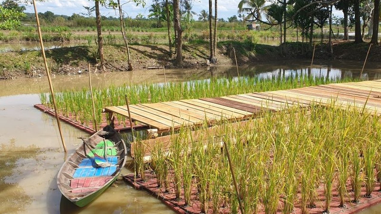 Dintan TPH Sumsel Genjot Optimasi Lahan Demi Ketahanan Pangan