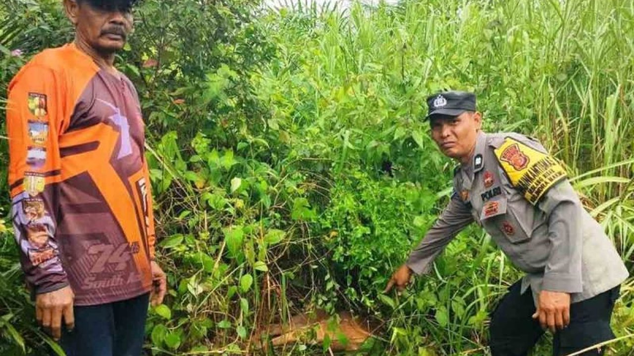 Balai Konservasi Sumber Daya Alam (BKSDA) Aceh turun tangan menangani konflik harimau sumatera yang memangsa sapi di Aceh Timur, meningkatkan kekhawatiran akan interaksi negatif antara manusia dan satwa liar dilindungi.