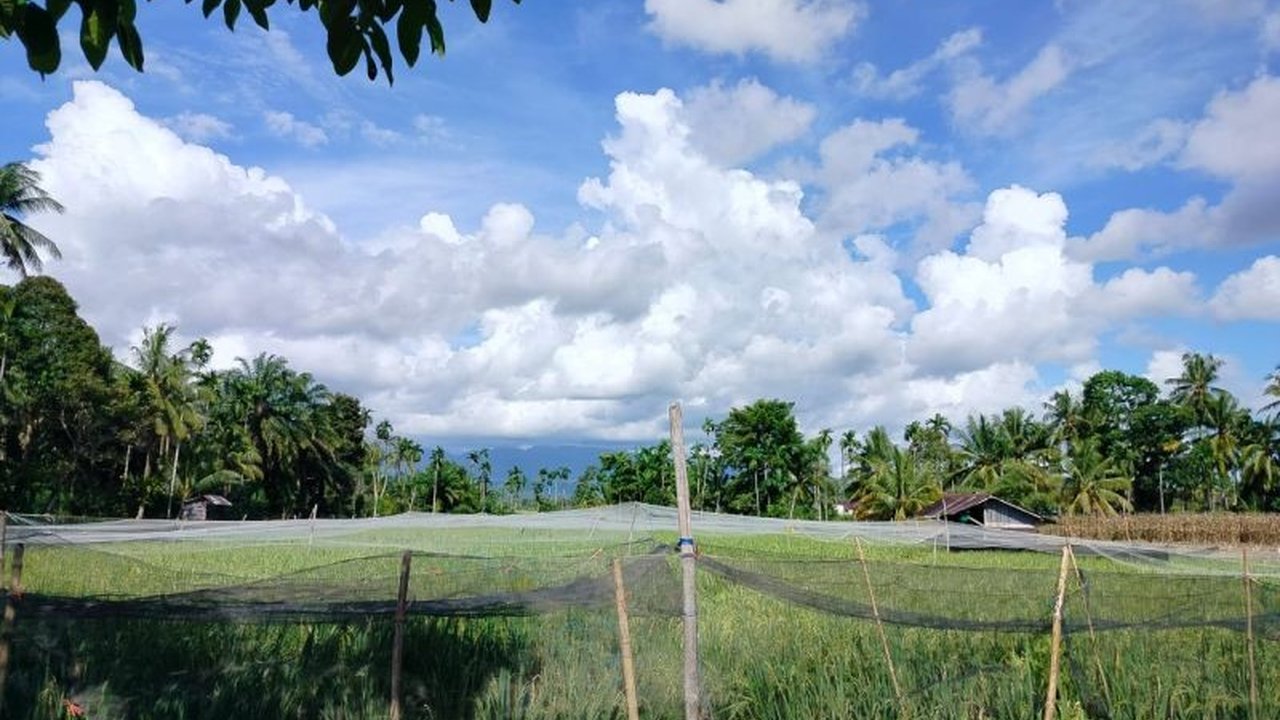 Kabupaten Agam, Sumatera Barat, berhasil membukukan produksi padi mencapai 117,84 ribu ton gabah kering giling (GKG) hanya dalam empat bulan pertama tahun 2025, melampaui target sebelumnya.