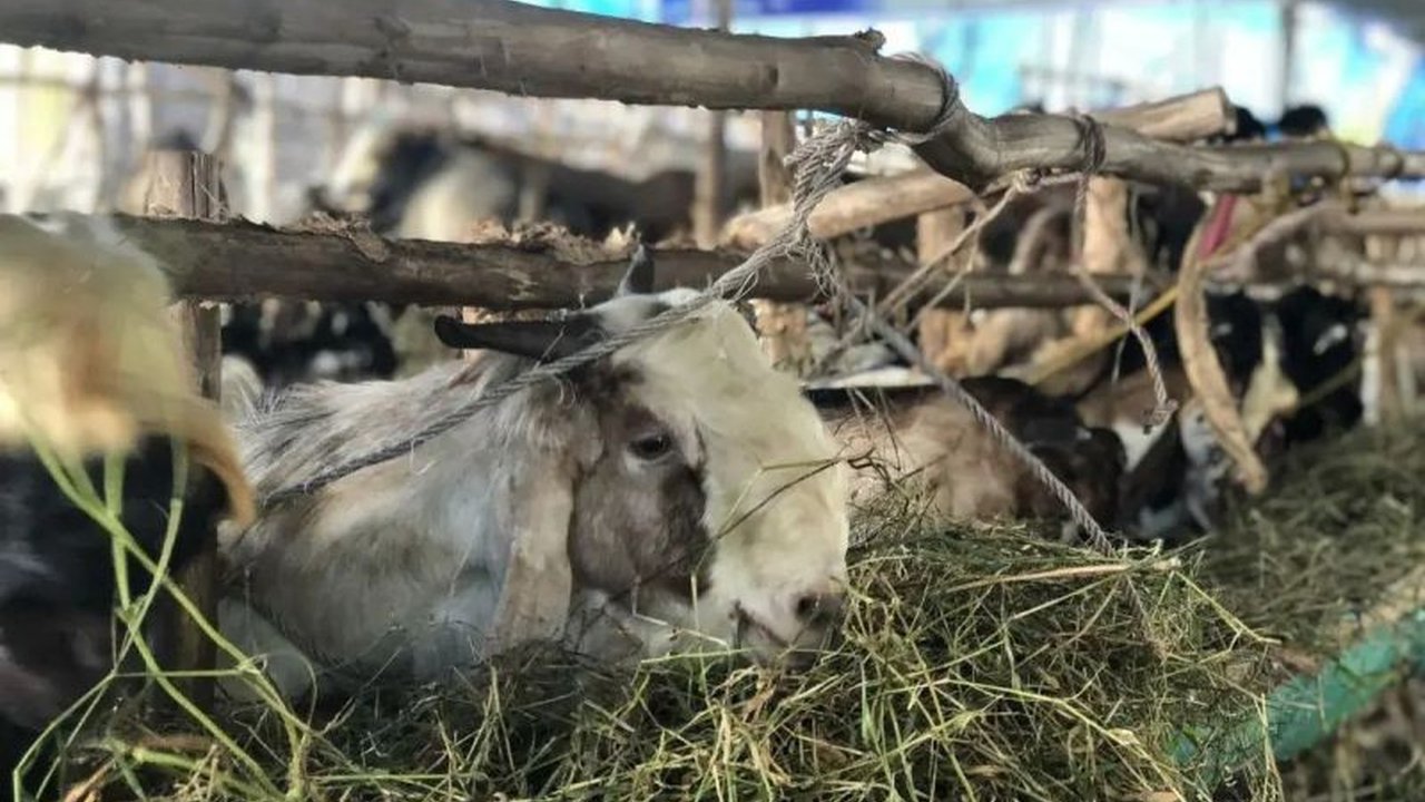 Dinas Ketahanan Pangan dan Peternakan Sumsel memastikan ketersediaan hewan kurban sapi dan kambing cukup untuk Idul Adha 2025, mencapai 73 ribu ekor.
