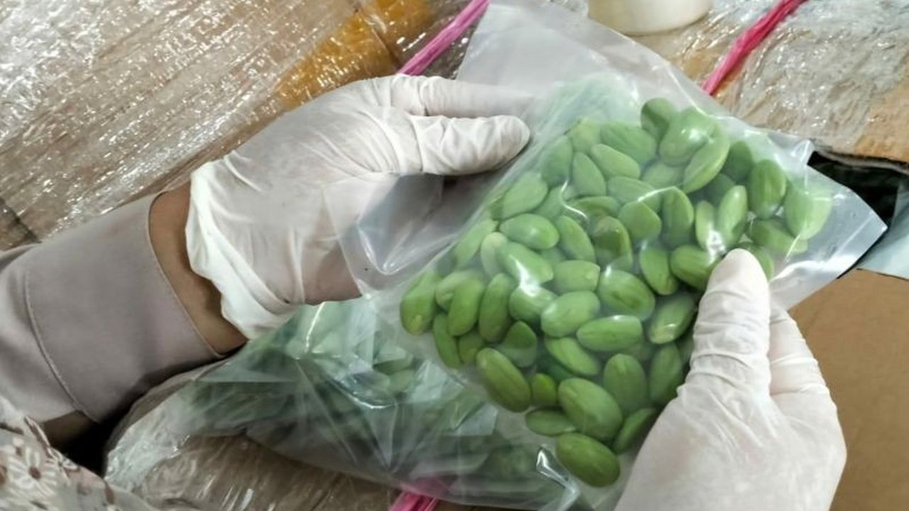 Ekspor petai dari Karimun, Kepri, ke Malaysia mencapai lebih dari sembilan ton pada tahun 2025, bernilai Rp925 juta, mendorong pertumbuhan ekonomi dan membuka lapangan kerja baru.