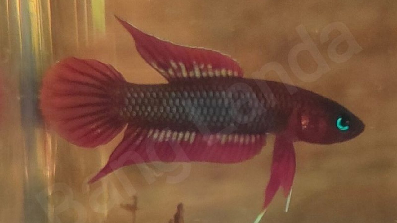 Yayasan The Tanggokers dan Pemkab Bangka Selatan berkolaborasi membangun kawasan konservasi untuk melindungi ikan endemik Tempalak Mirah yang terancam punah di Desa Bikang, Bangka Selatan.