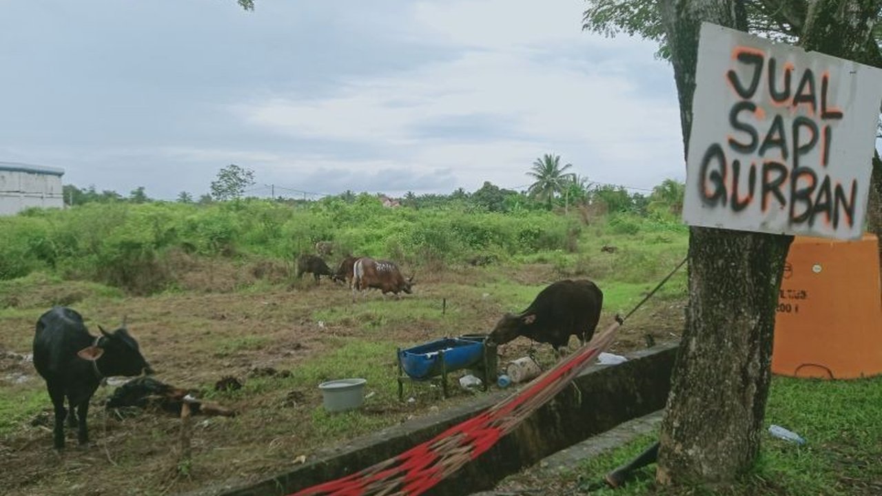 Penajam Paser Utara Pastikan Daging Kurban Aman Konsumsi Jelang Idul Adha 2025