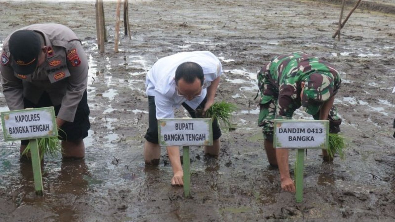 Pemerintah Kabupaten Bangka Tengah gencar tanam padi di Desa Belilik dan Desa Namang seluas 40 hektare untuk memperkuat lumbung pangan desa dan mendukung ketahanan pangan nasional dalam program Asta Cita Presiden Prabowo Subianto.