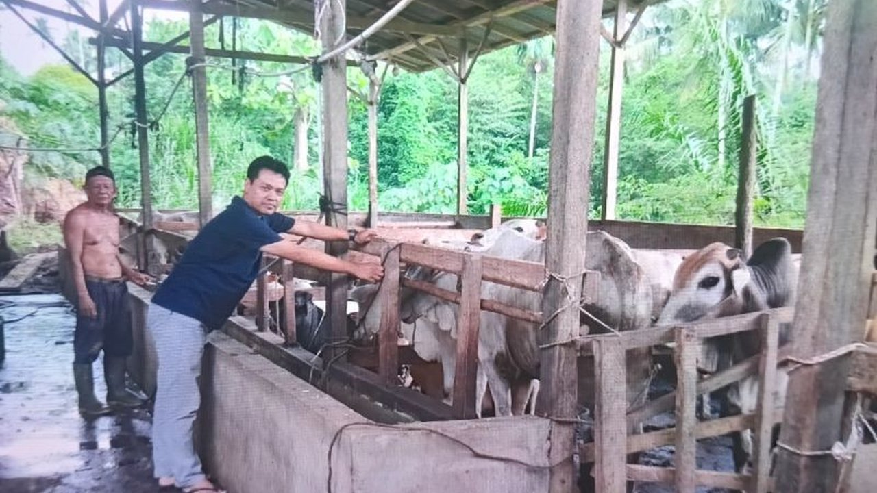 Jelang Idul Adha 1446 H tahun 2025, permintaan hewan kurban di Kabupaten Pasaman, Sumatera Barat meningkat signifikan, mencapai 1.715 ekor.