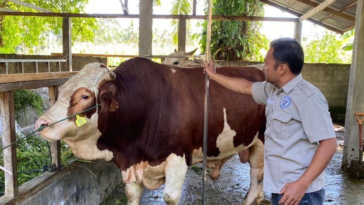 Dinas Perkebunan dan Peternakan Pasaman Barat mengusulkan sapi simental seberat satu ton milik Afwin Fiyedi untuk menjadi hewan kurban Presiden Prabowo Subianto pada Idul Adha 1446 H.