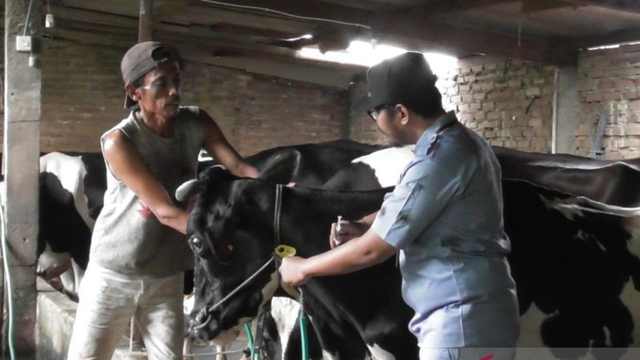 Dinas Pertanian Kudus intensifikasi vaksinasi PMK pada hewan ternak menjelang Idul Adha untuk mencegah penyebaran penyakit di tengah meningkatnya permintaan hewan kurban.