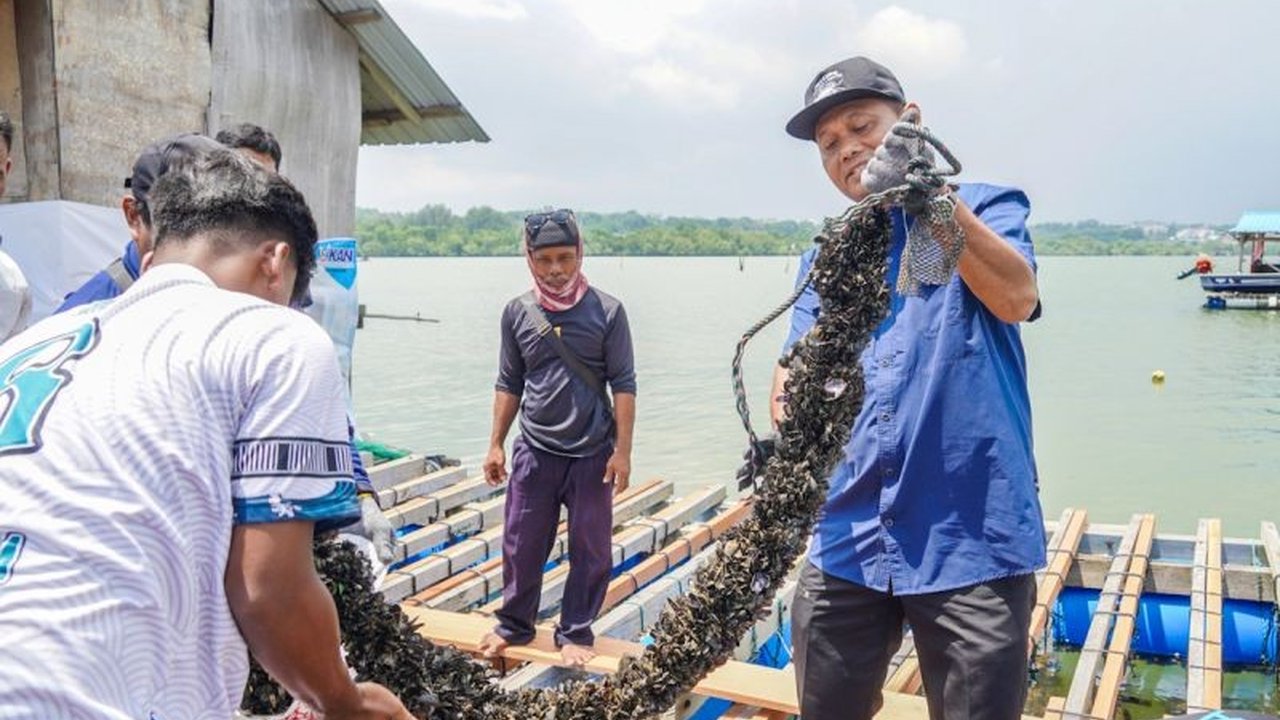 Kementerian Kelautan dan Perikanan (KKP) berhasil mengembangkan model budidaya lobster di Batam yang juga meningkatkan pendapatan pembudidaya kerang melalui peningkatan produksi dan kolaborasi.