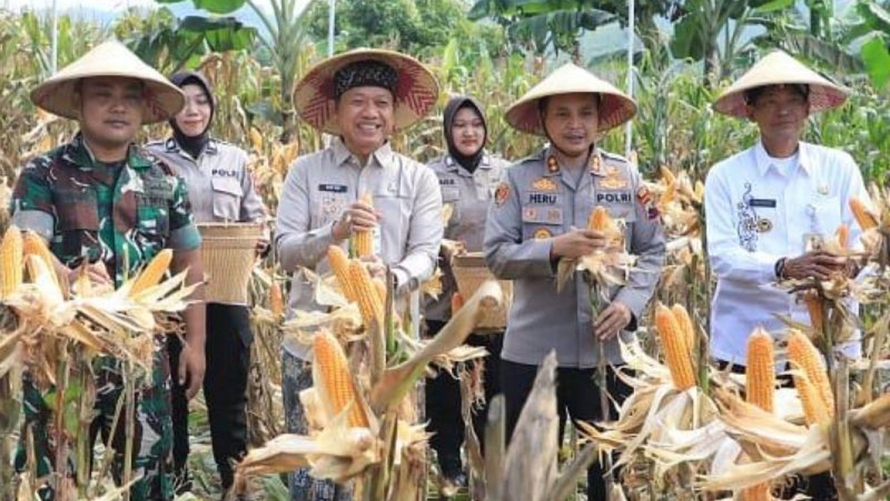 Polres Kudus berhasil panen jagung perdana seluas 25 hektare di lahan Perhutani, Kudus, sebagai upaya mendukung ketahanan pangan nasional dan swasembada jagung.