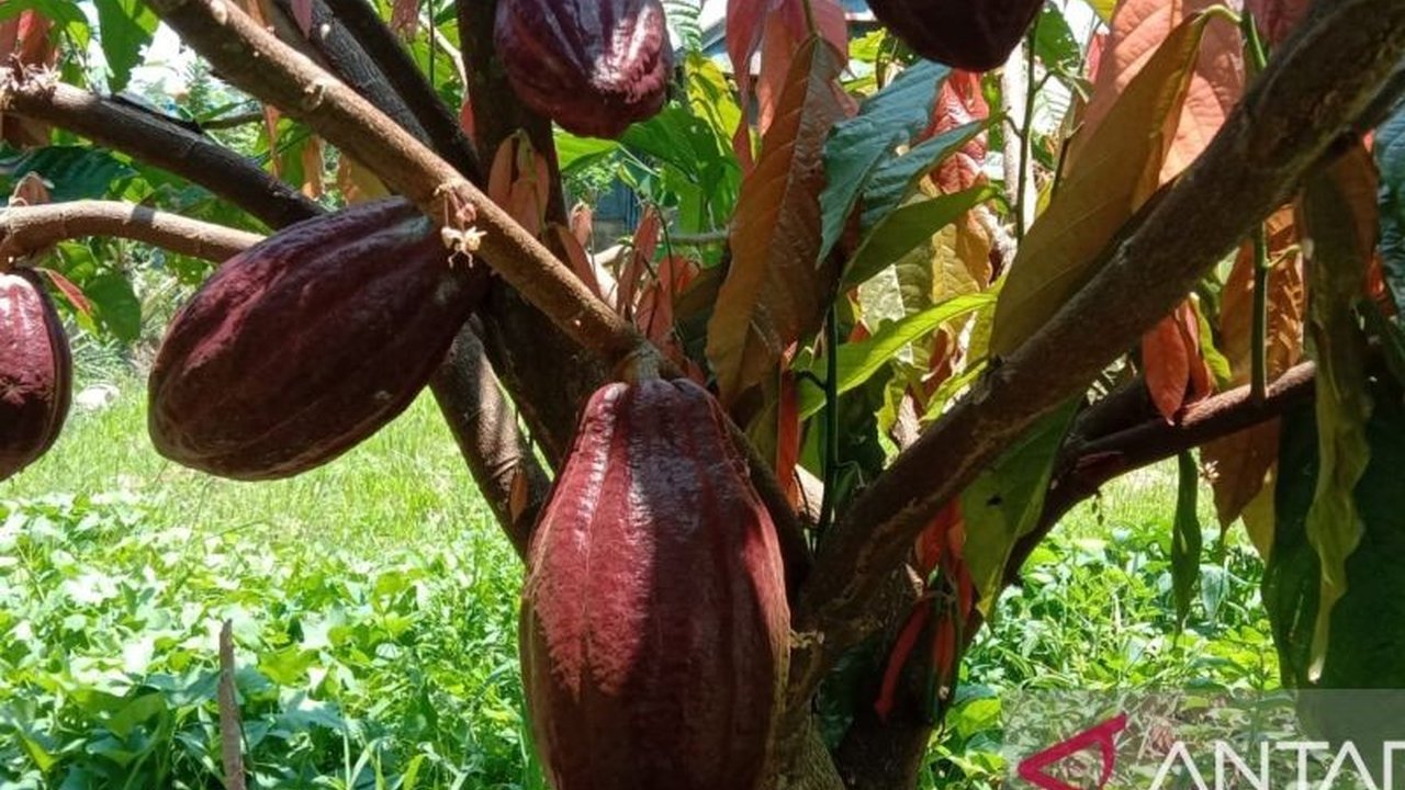 Bank Indonesia Sulawesi Selatan (BI Sulsel) mendorong peningkatan produksi kakao di Sulawesi Selatan, menghadapi tantangan pohon kakao tua dan mendorong peremajaan dengan varietas unggul serta insentif bagi petani.